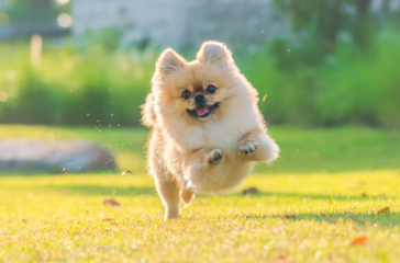 What is a Pomeranian? How to Identify Pomeranian Dogs