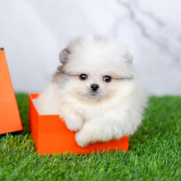 M0231 - Pomeranian White