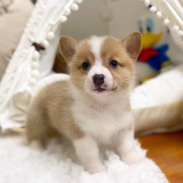 M0502 - Pembroke Corgi Tricolor